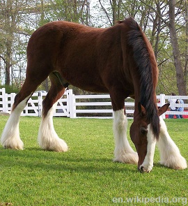 Clydesdale horse