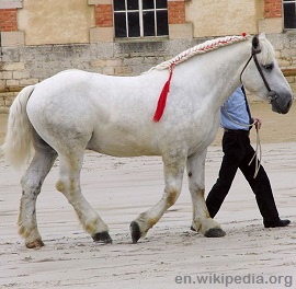 Percheron horse