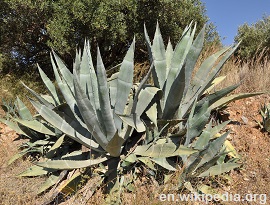 Agave