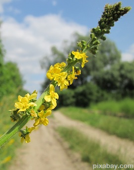 Agrimony