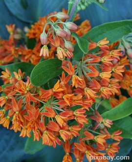 Butterfly Weed