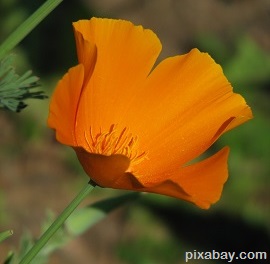 California Poppy