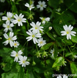 Chickweed