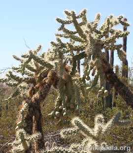 Cholla