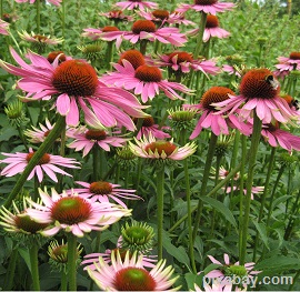 Coneflower