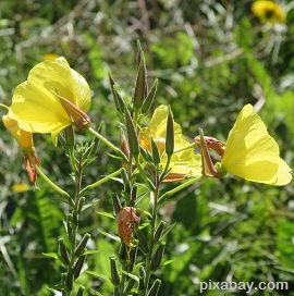 Evening Primrose