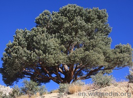 Pinyon Pine