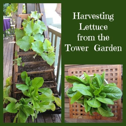 harvest lettuce