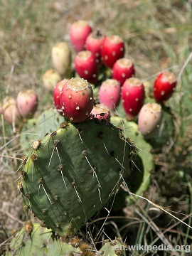 Prickly Pear