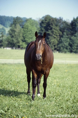 Quarter horse