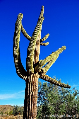 Saguaro Cactus