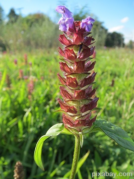 Selfheal