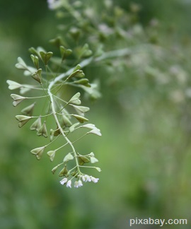 Shepherds Purse