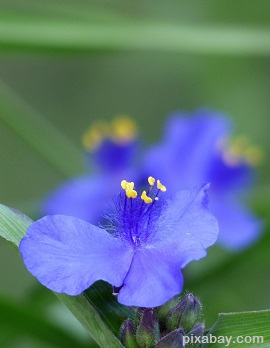 Spiderwort