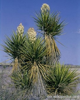 Yucca 2