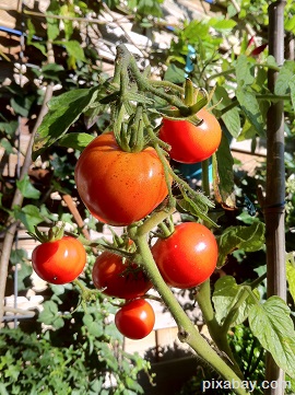 tomatoes 