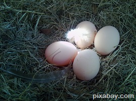 eggs 