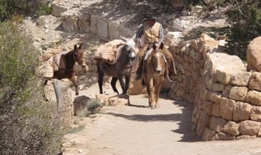 mules and horses