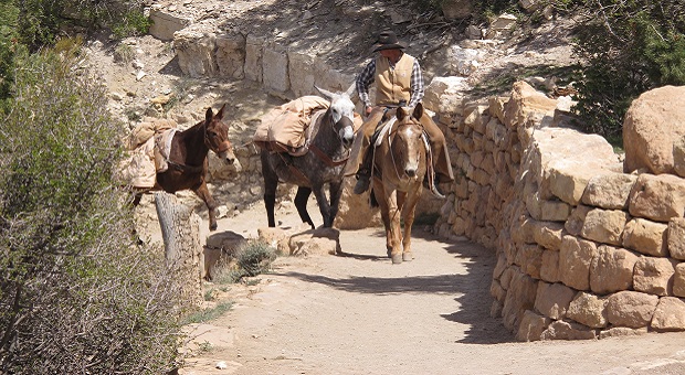 mules and horses