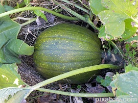 hubbard squash 