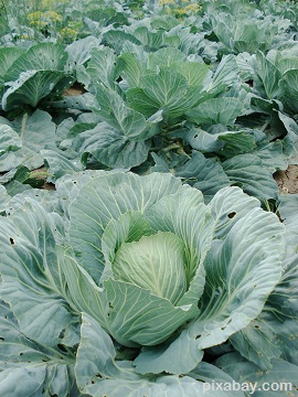 cabbage