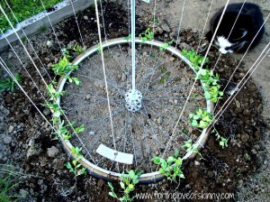 Repurpose Rims 6 Smart Ways To Repurpose Tire Rims – Survivopedia