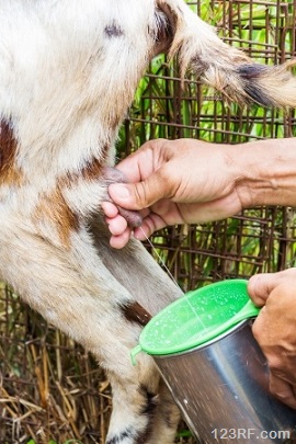 Milking goat