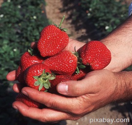 berries