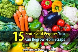 regrow veggies