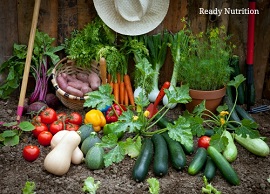vegetables and greens in the garden