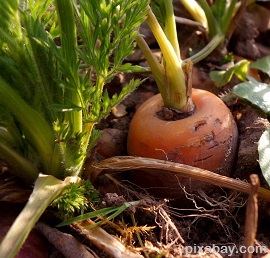 growing carrots