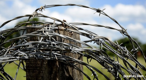 barbed wire