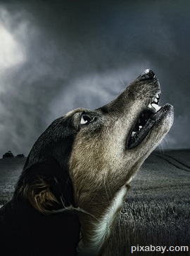 dog howling