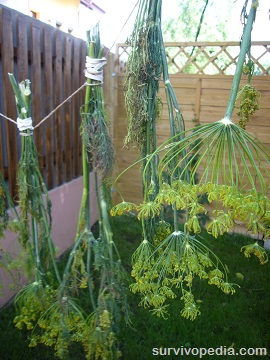 drying herbs