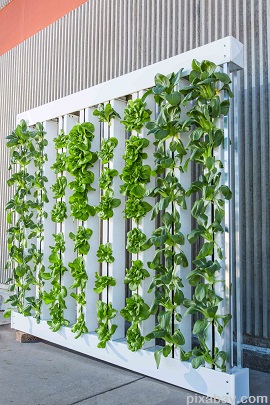 hydroponics