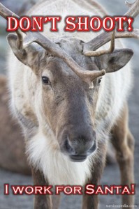 santa deer
