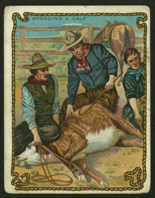 branding calves