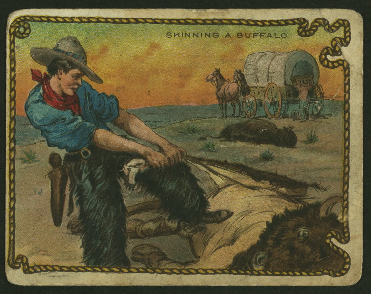 skinning buffalo