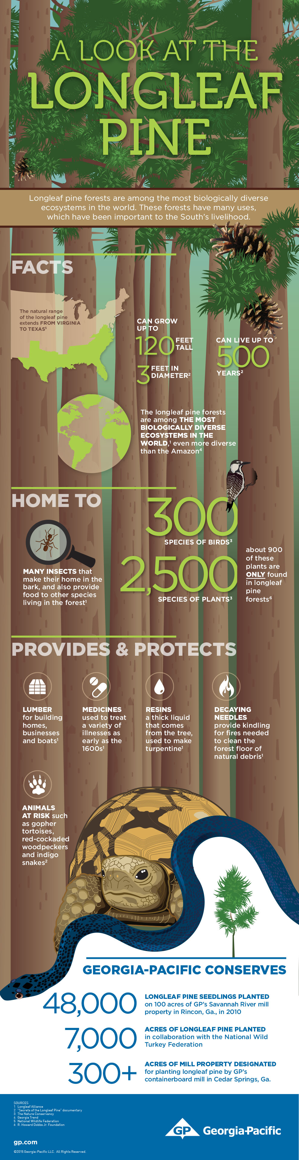 Pine tree infographic