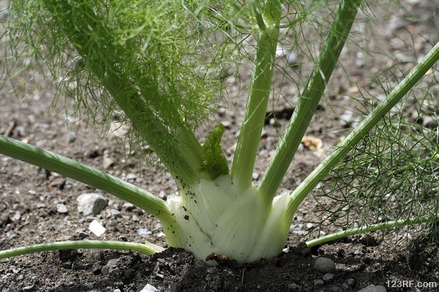 fennel