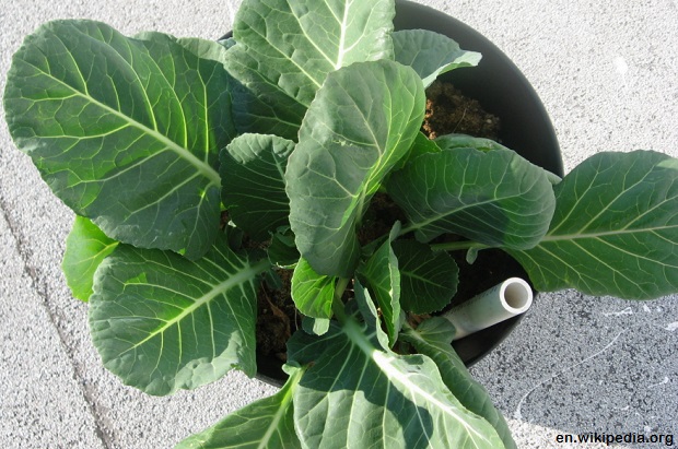 Collards