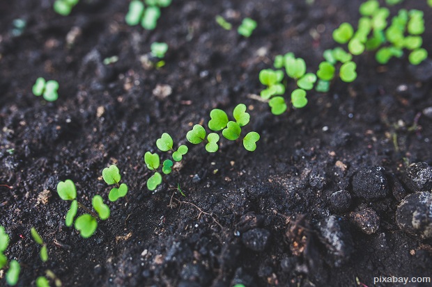 arugula