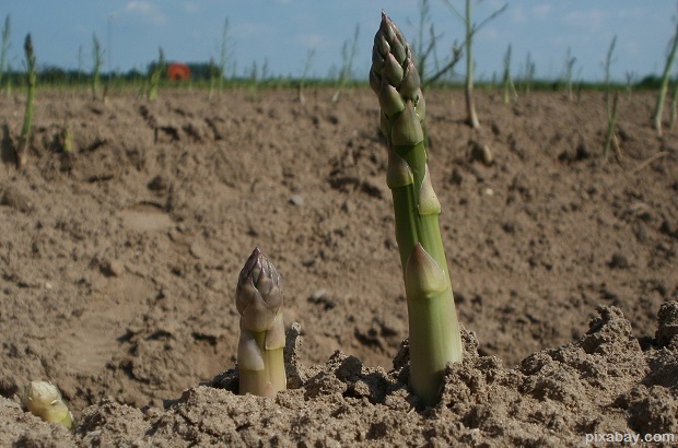 asparagus