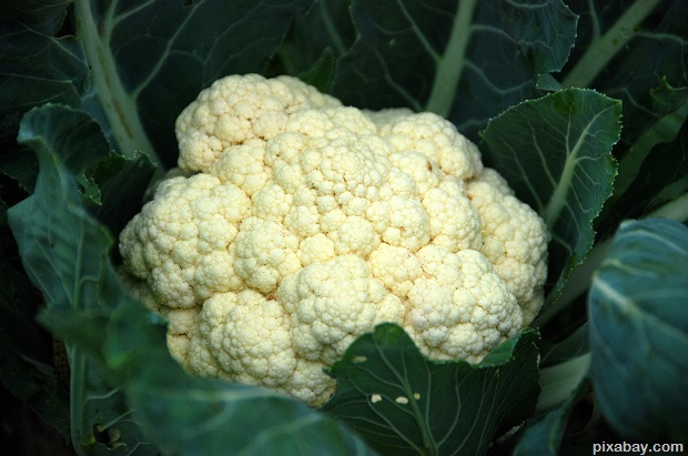 cauliflower