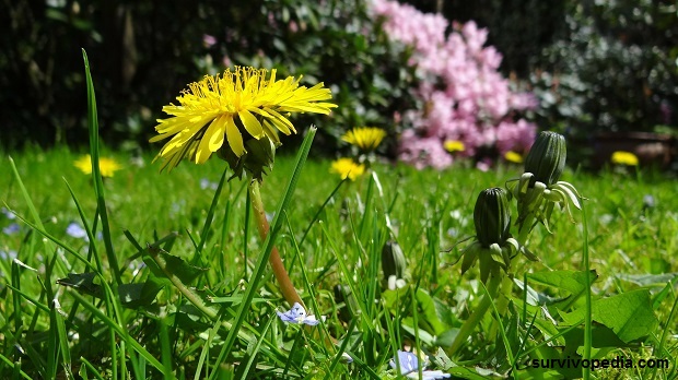 dandelion