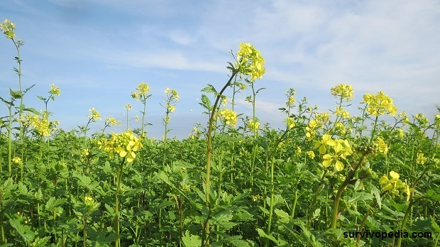 field mustard