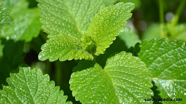 lemon balm