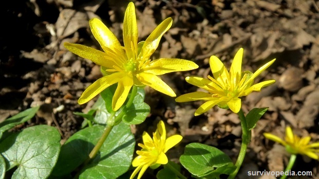 lesser celandine