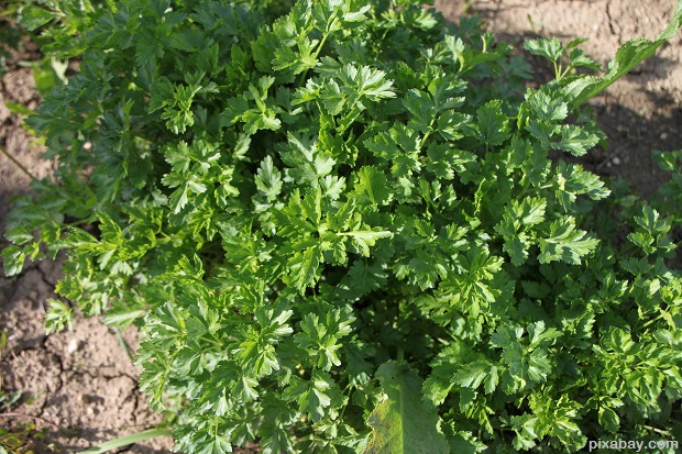 parsley