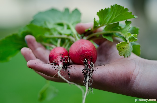 radish